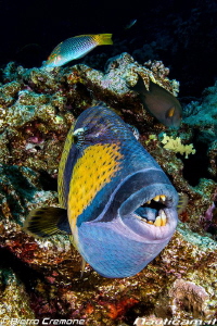 Teeths! A friendly (!) triggerfish shows his strong theets. by Pietro Cremone 